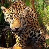 Jaguar-Mayan secred animal