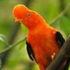 National bird of Peru - the Cutervo
